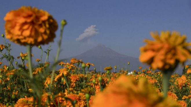 Cempasúchil, la triste historia de la flor de muertos | Unión Jalisco